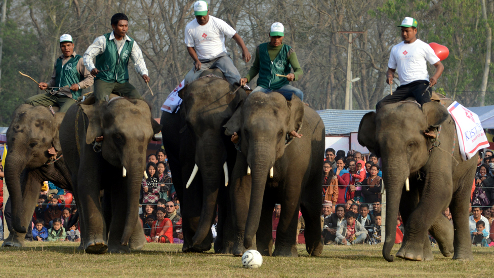 Nepalese mahouts guide their pachyderms