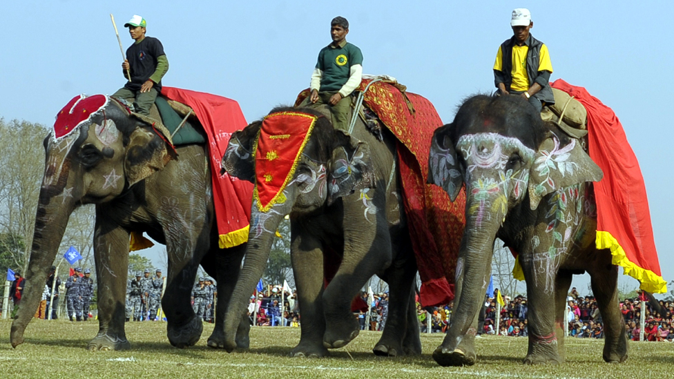 Nepalese mahouts parade their pachyderms