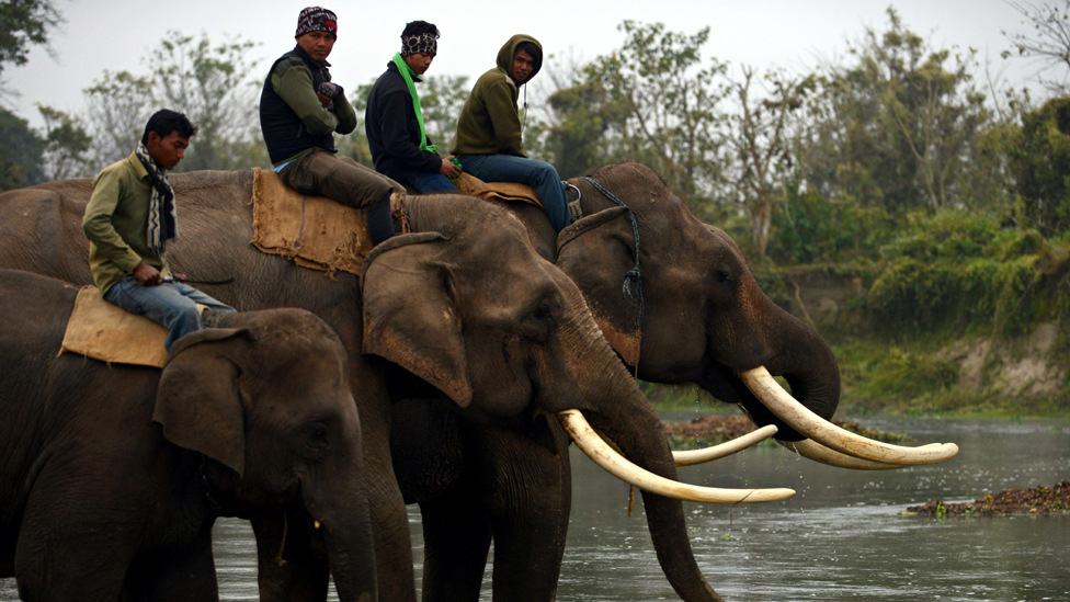 Nepalese mahouts look on as their elepha