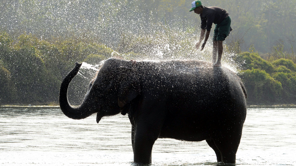 A Nepalese mahout gives his elephant a m