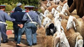 ادانة زعيم عصابة الفراقشية بثلاثة سنوات سجنا نافذة بتهمة سرقة المواشي
