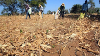 التعاضدية الفلاحية المغربية للتأمين تضع آلية خاصة لمواكبة ودعم الفلاحين