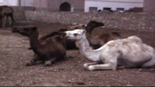 أكادير ونواحيها سنة 1971