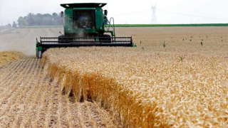 الحكومة المغربية ستتحمل فرق أسعار القمح نتيجة الأزمة الأوكرانية