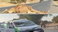 ناقة تتسبب في حادثة سير بمدخل أولاد تايمةً + صور