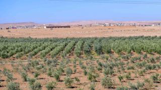 وزاة الفلاحة : 85 % من الغطاء النباتي في حالة ضعيفة