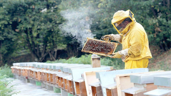عوامل مناخية وبيئية قد تكون وراء اختفاء خلايا النحل