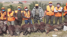 المديرية الإقليمية للمياه والغابات باشتوكة تضبط عدد الخنازير
