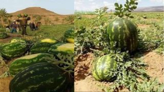 زاكورة.. اصدار قرار عاملي لمنع زراعة “الدلاح “
